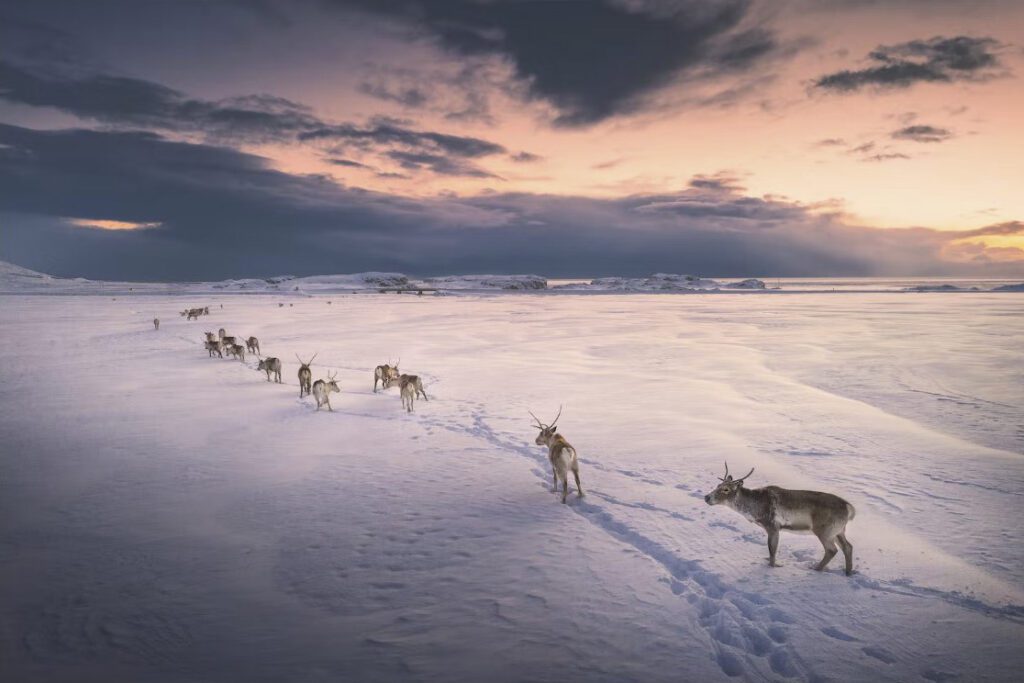 Iceland Photo Tours - Reindeers in East Iceland
