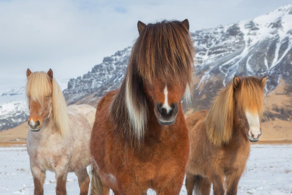 Iceland Photo Tours - Icelandic Horses in Winter