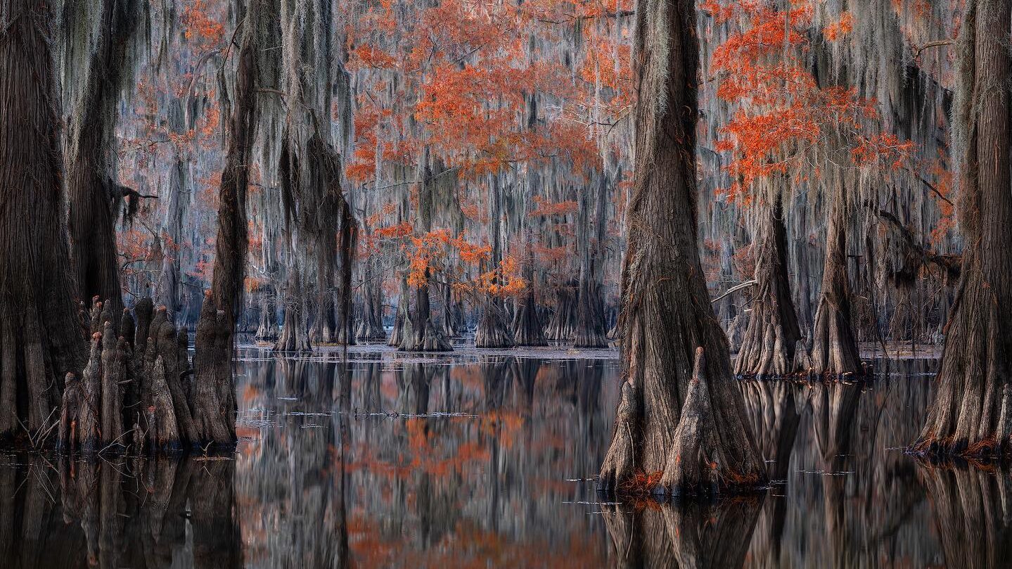 Fall Colors Cypress Swamps