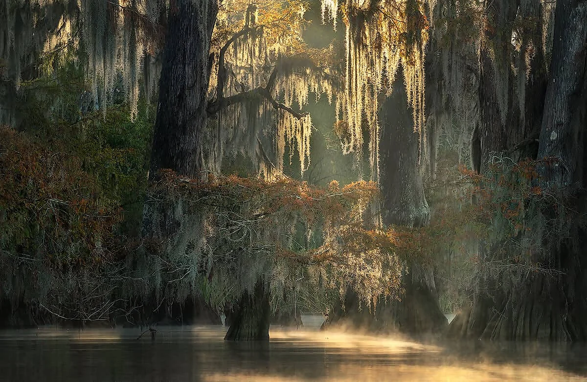 Enchanted Cypress Swamps Photography Workshop