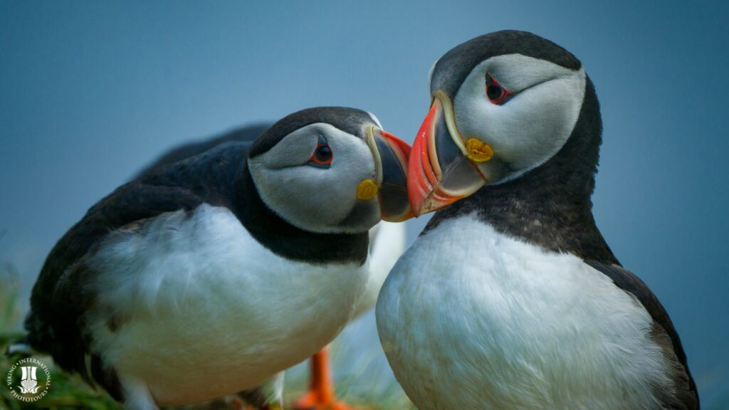 Puffins in Iceland