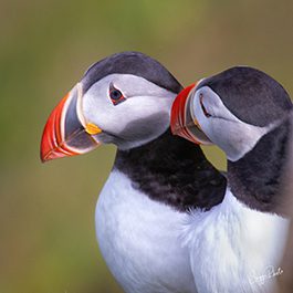 A pair of Atlantic Puffins