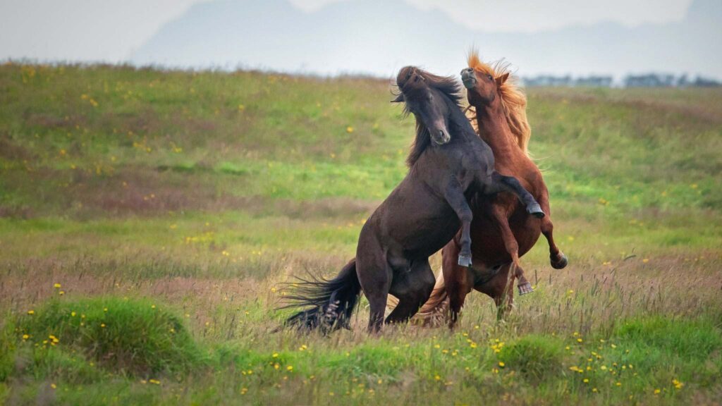 7 Day Photography Workshop - Midnight Sun in Iceland 2024