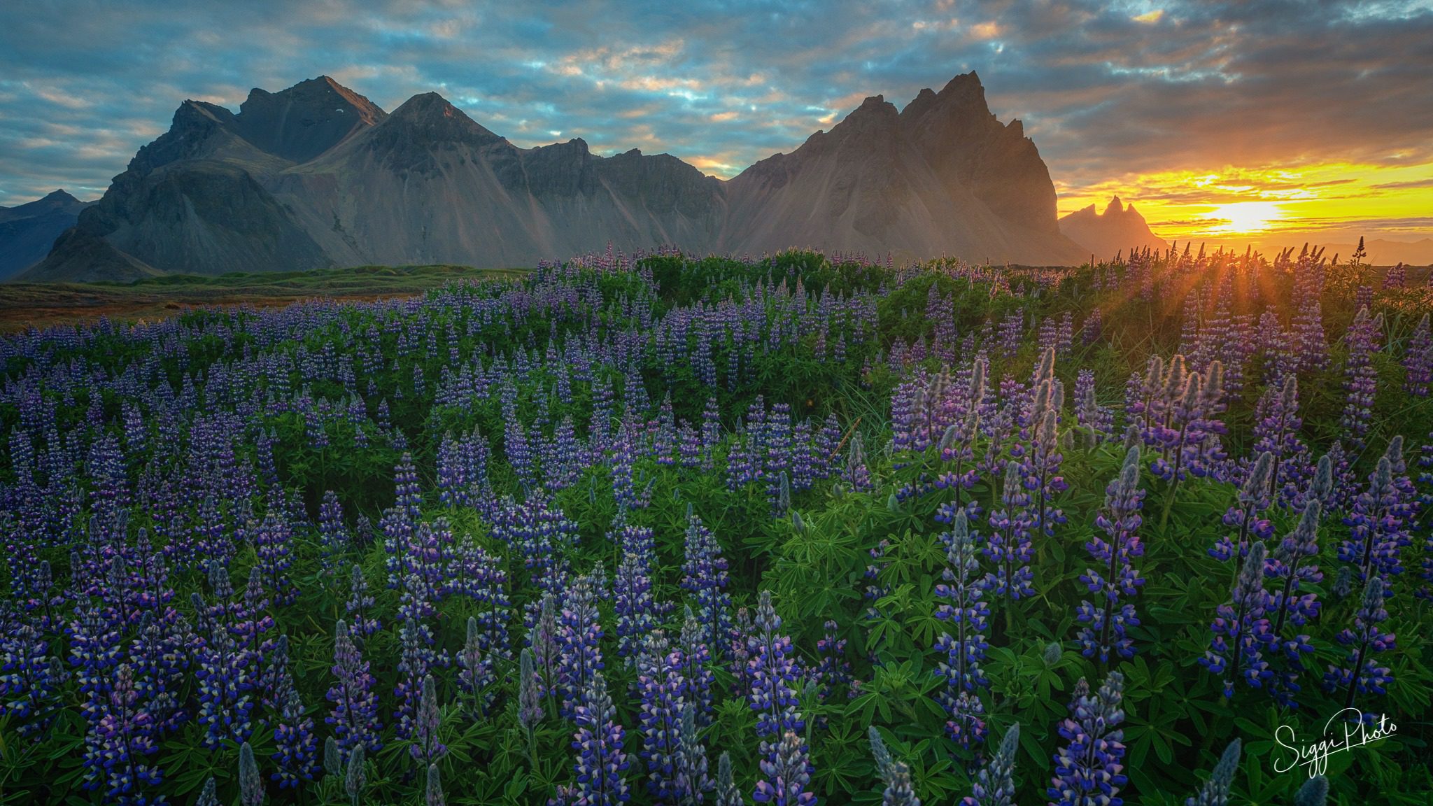 Sunset and lupines Vestrahorn Iceland