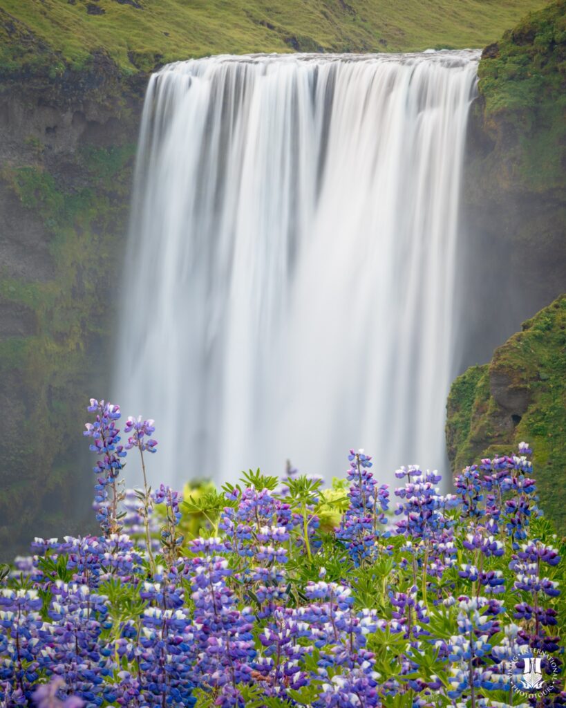 Skogafoss with Lupines Iceland