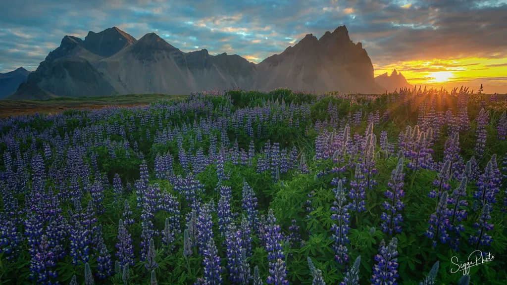 Lupines at sunset at Vestrahorn Mountain, Iceland