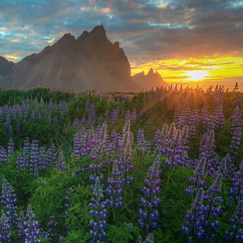 Sunset over lupines at Vestrahorn Iceland